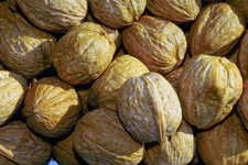 Ceviz Çeşitleri Nelerdir?