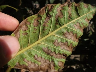 Ceviz Hastalıkları Belirtileri ve Tedavisi