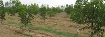 Chandler Ceviz Bakımı Nasıl Olmalıdır?