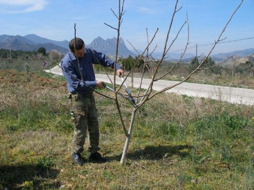 Ceviz Budama Ne Zaman Yapılır?